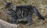Chatons de race Norvégien à vendre (2 femelles & 2 mâles)