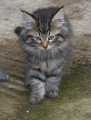 Chatons de race Norvégien à vendre (2 femelles & 2 mâles)
