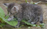 Chatons de race Norvégien à vendre (2 femelles & 2 mâles)