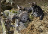 Chatons de race Norvégien à vendre (2 femelles & 2 mâles)