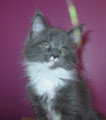 Chatons de race Maine Coon à vendre (2 femelles)