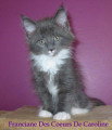 Chatons de race Maine Coon à vendre (2 femelles)