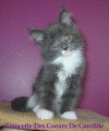 Chatons de race Maine Coon à vendre (2 femelles)