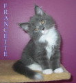 Chatons de race Maine Coon à vendre (2 femelles)