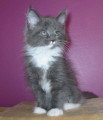 Chatons de race Maine Coon à vendre (2 femelles)