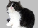 Chatons de race Persan à vendre (1 femelle & 1 mâle)