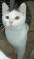 Chat de race Européen femelle à donner