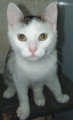 Chat de race Européen femelle à donner