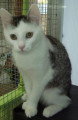 Chat de race Européen femelle à donner