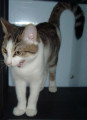 Chat de race Européen mâle à donner
