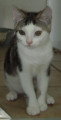 Chat de race Européen mâle à donner