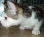 Chat de race Européen mâle à donner