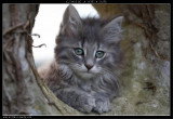 Chat de race Norvégien femelle à vendre