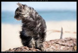 Chat de race Norvégien femelle à vendre
