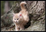 Chat de race Norvégien femelle à vendre