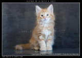 Chat de race Norvégien femelle à vendre