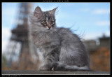 Chat de race Norvégien femelle à vendre