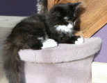 Chaton de race Norvégien femelle à vendre