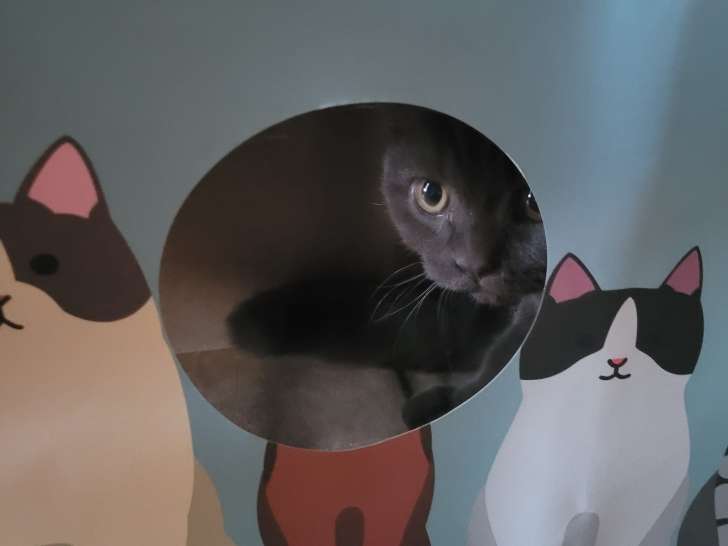 Chatterie des Bity's British