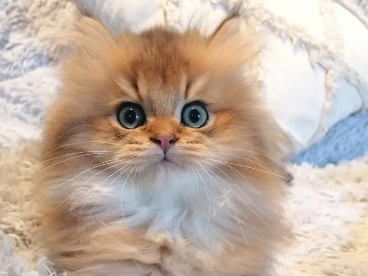 Vera Starlet Cattery