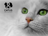 Catus