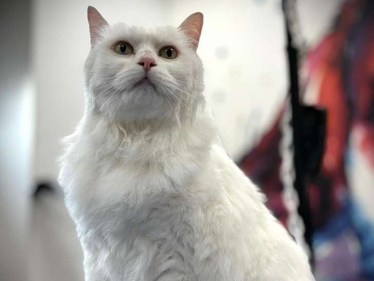 Top Animal