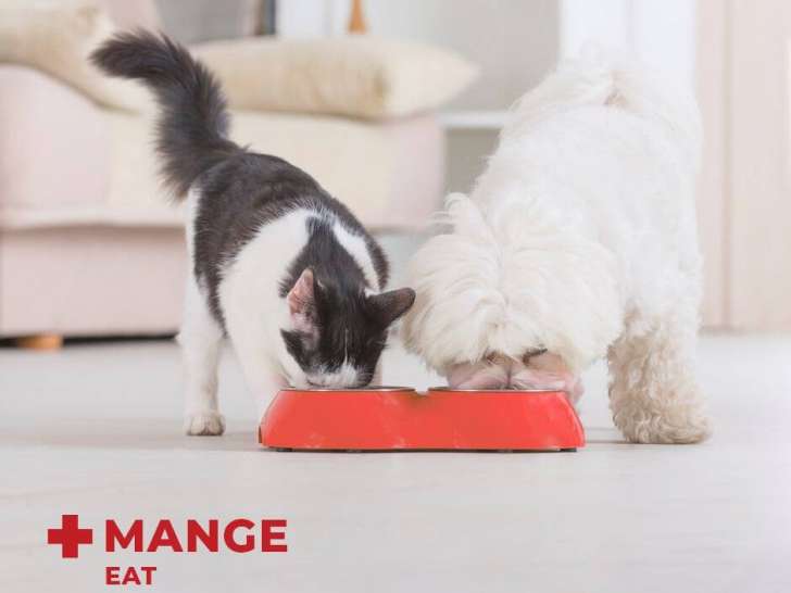 Pitou Minou & Compagnons