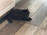 Chatterie du Val Saint Laurent