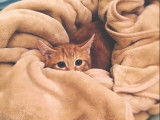 À Tout Chat et Chien