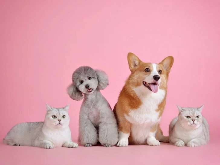À Tout Chat et Chien