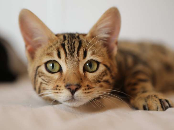 À Tout Chat et Chien