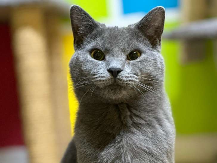 À chacun sa bête