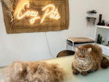 Cozy Pets