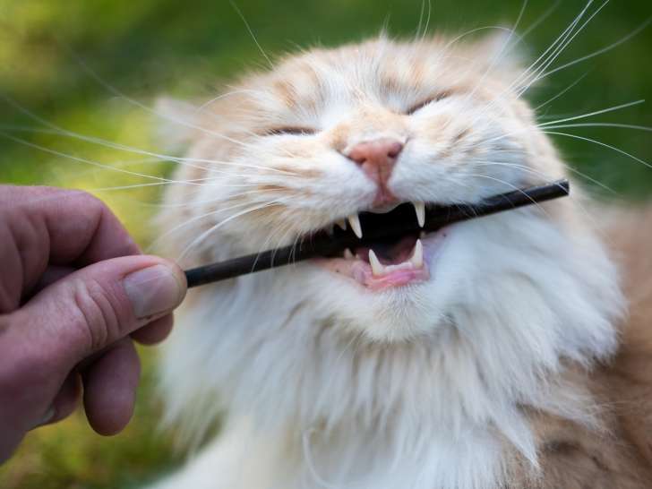 Nature Animale
