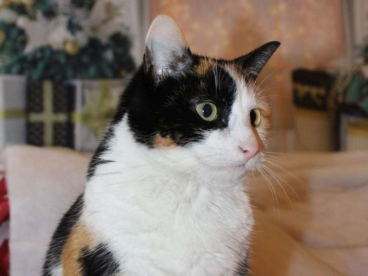 Les Chouchous de Sevy