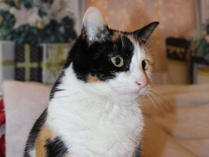 Les Chouchous de Sevy