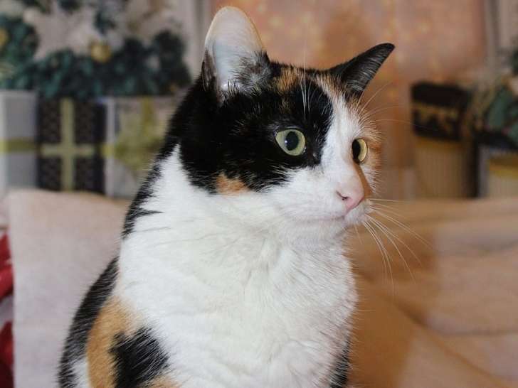 Les Chouchous de Sevy