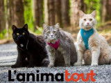 L'Animatout