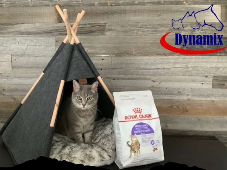 Dynamix