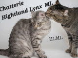 Highland Lynx ML