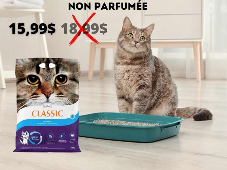 Bêtes à Bord
