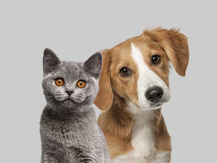 Terre Animale
