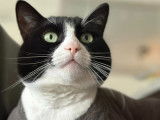 Chez minou d'amour
