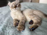 Chez minou d'amour