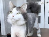 Chez minou d'amour