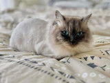 Chez minou d'amour