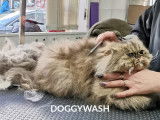Doggy Wash