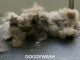 Doggy Wash