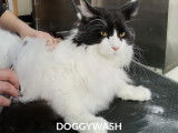 Doggy Wash