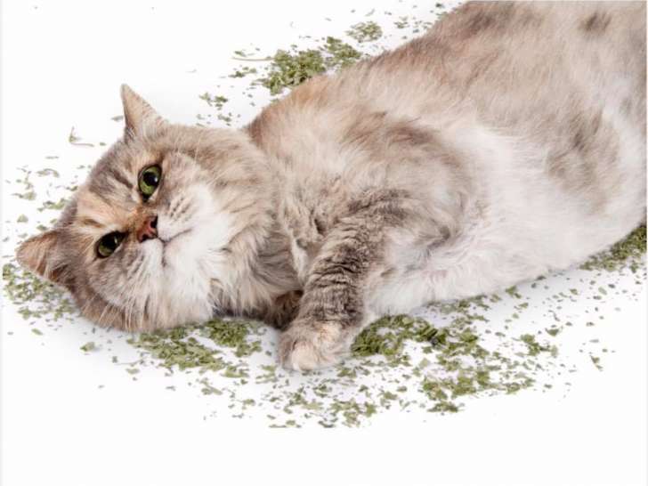 O' Jardin Animal